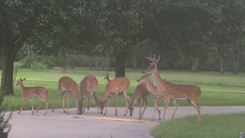 The Neighbors Came by For A Snack