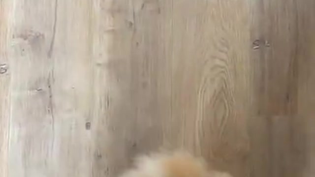 .cat #short