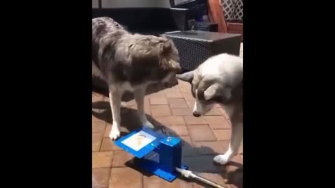 funny dogs and cats