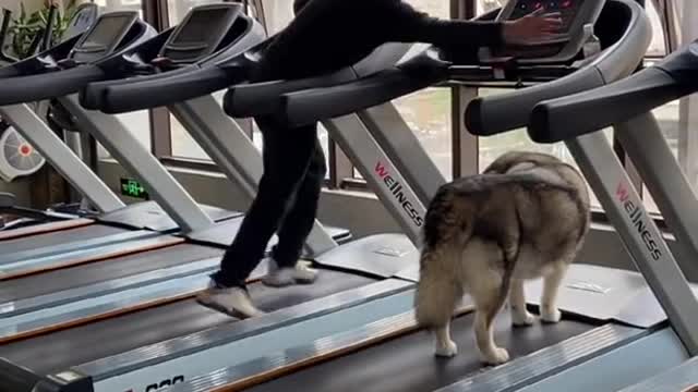 Cute dogs was running of gym very cute