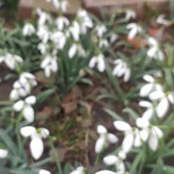 A bee in my garden among the snowdrops and birds ;-)
