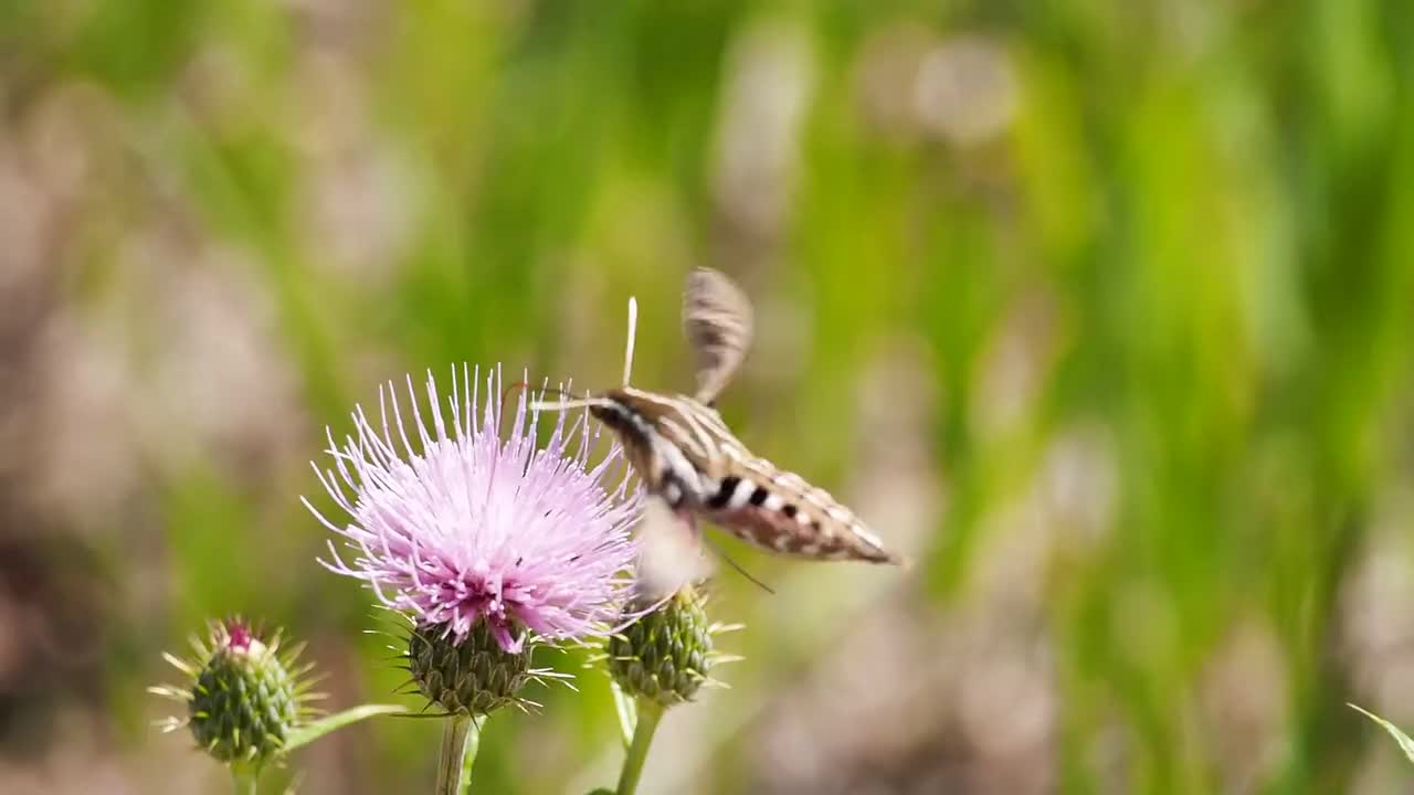 #Butterfly#Butterfly video# Animal video#