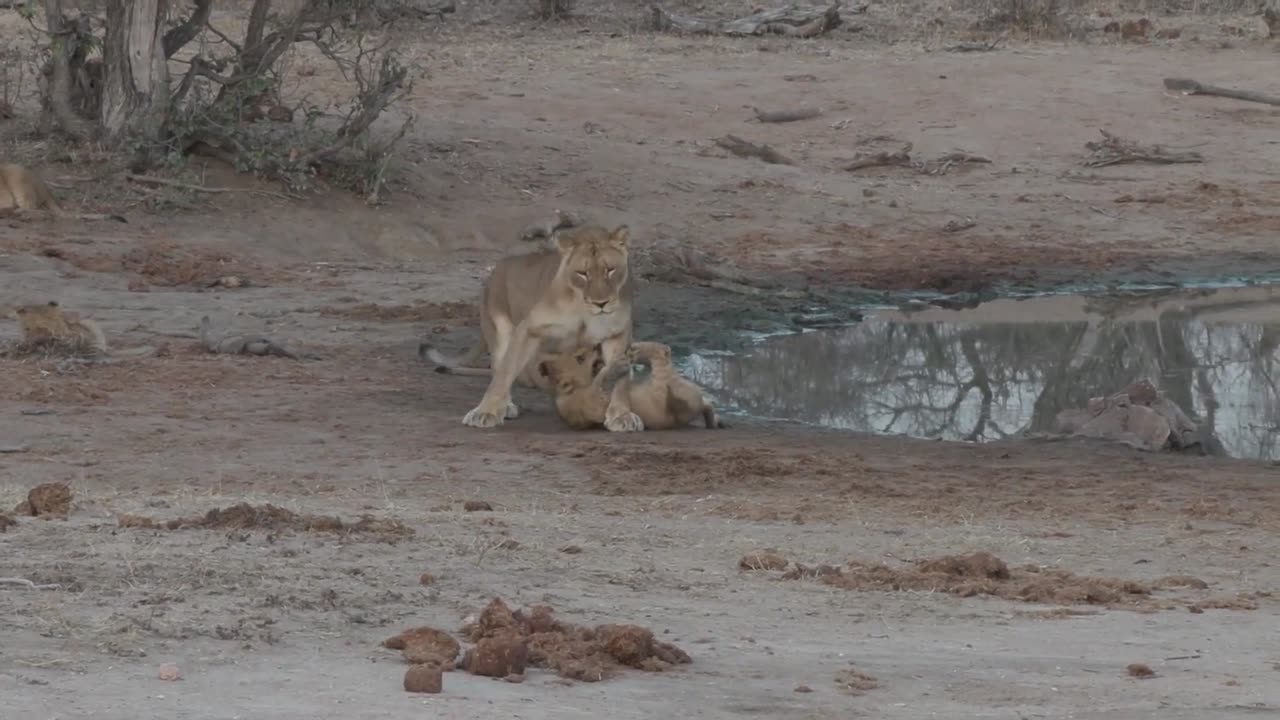 Playful lion cubs learn vital fighting skills from their mom