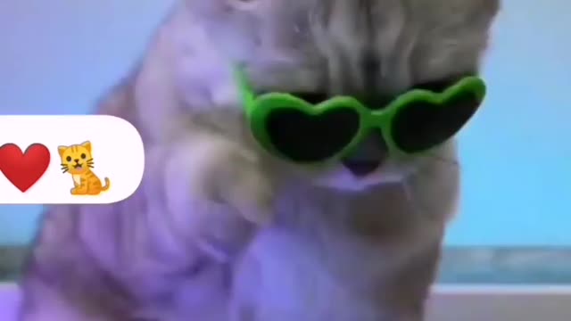 Cat's crazy dance| funny video