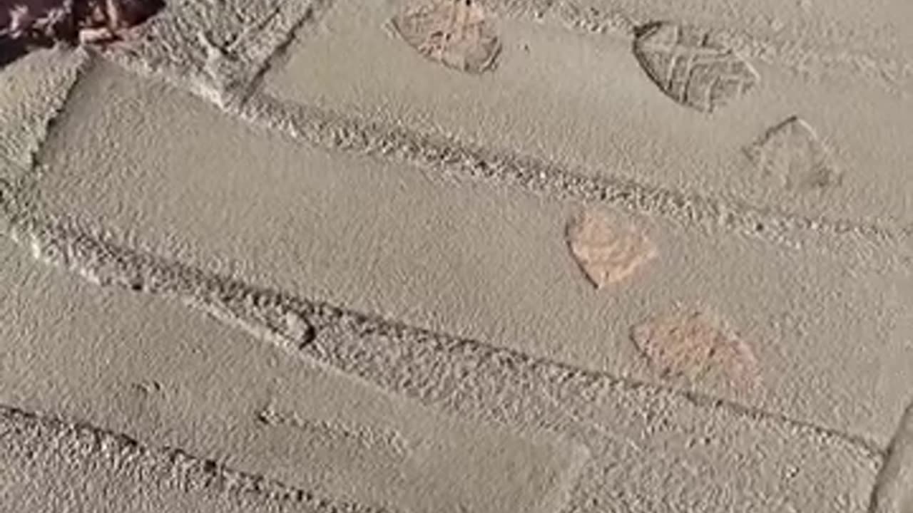 Foot prints 🐾!