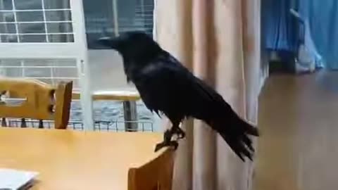 Crow Comedy: Funniest Bird Pranks & Clever Crow Antics!