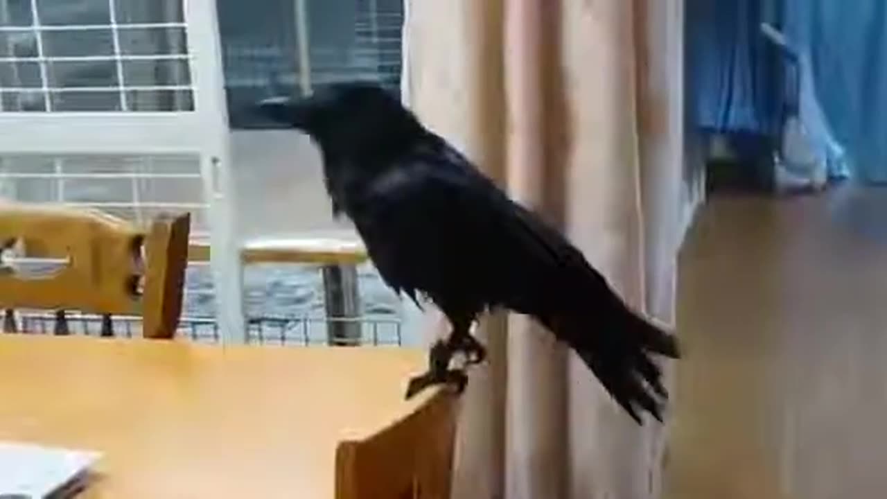 Crow Comedy: Funniest Bird Pranks & Clever Crow Antics!