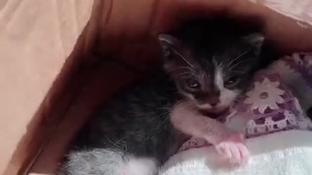 Cute Cats and Funny Animals Compilaton