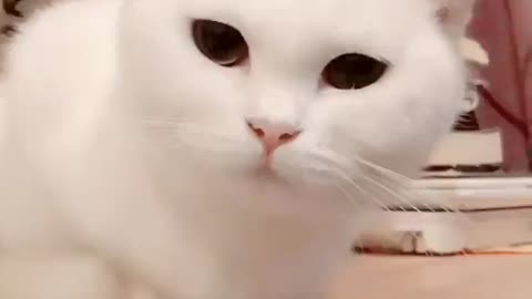 A cat that changes color! The mouth is discolored.
