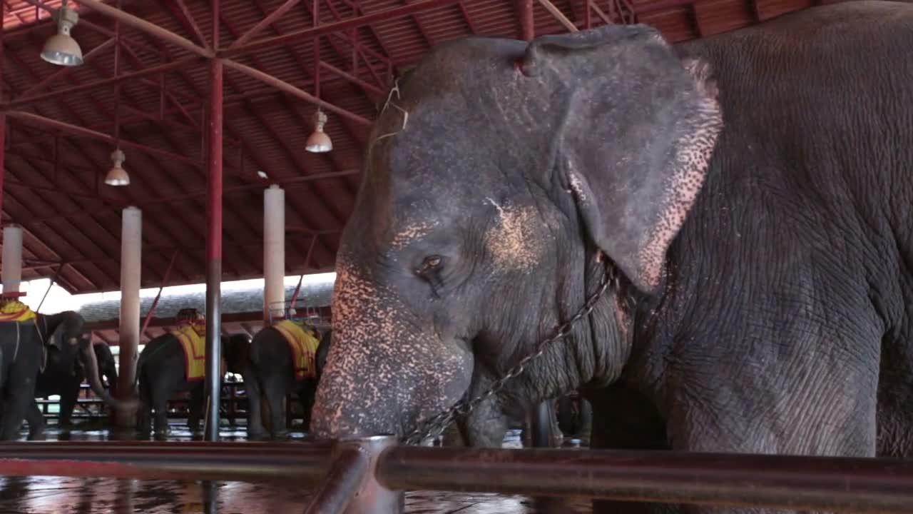 Pattaya, Thailand on November 24 Elephant closeup