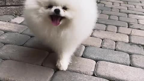 Cute Pomeranian