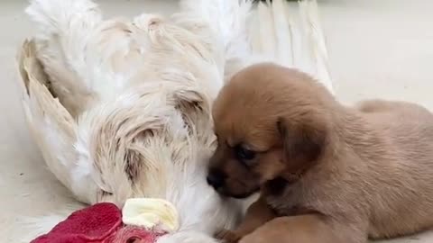 Cute puppy playing with chicken