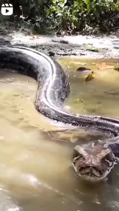 Face to face with her 🐍