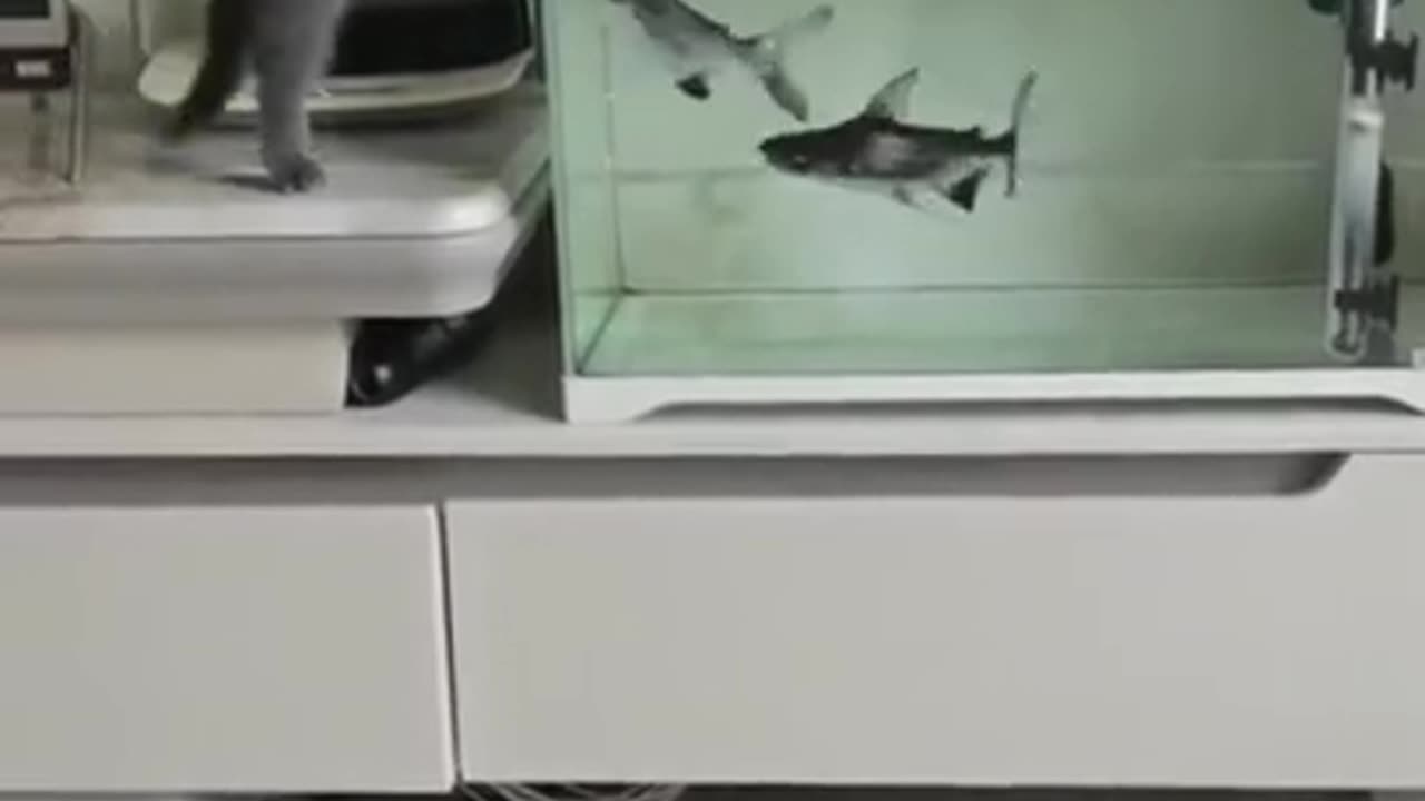 Love bonding of cat and fishes #shorts #viral #shortsvideo #video