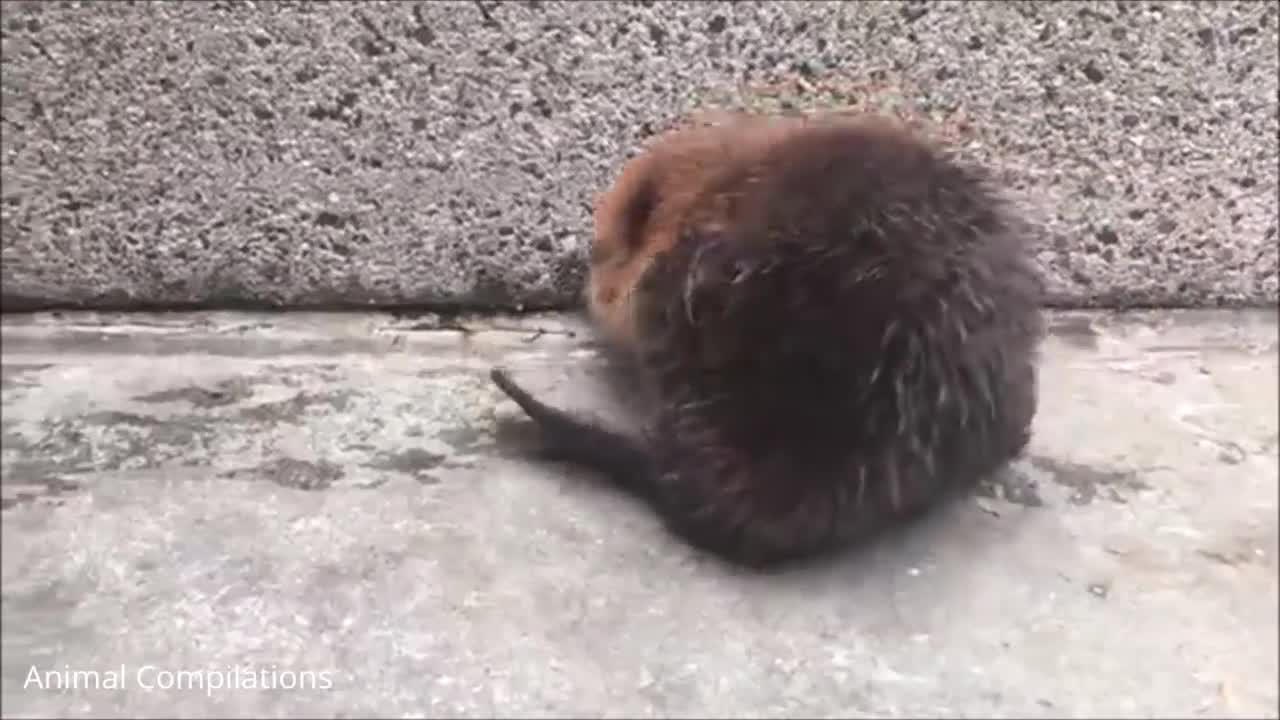 Eager Baby Beavers Eating Timber - Compilation