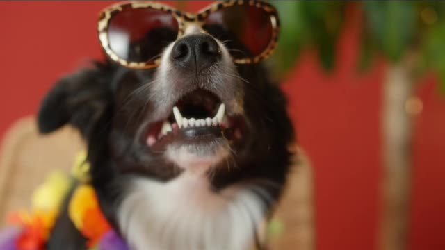 Rock and roll cute dog funny moment and funny seen
