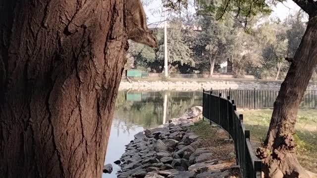 Squirrel 🐿️ video by kingdom of Awais