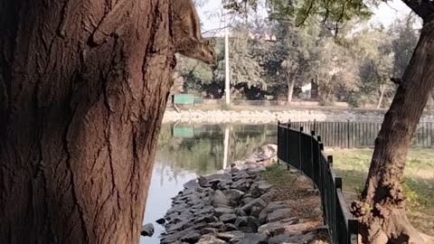 Squirrel 🐿️ video by kingdom of Awais