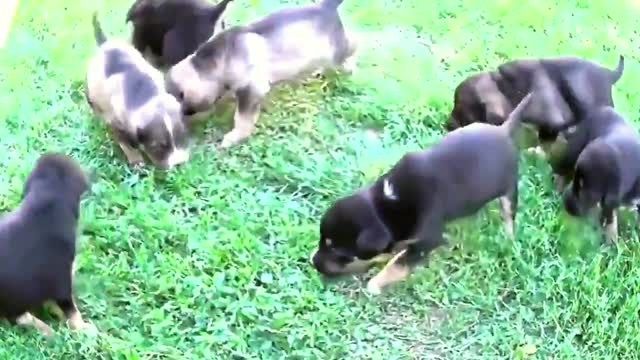 Beautiful puppies play in the fresh air 2021