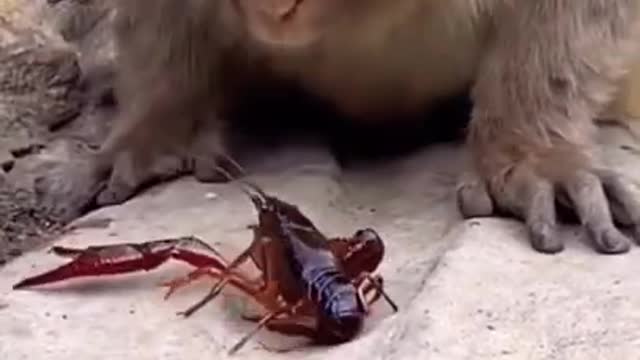 😁😁Monkey Vs Crab Funny Fight😂