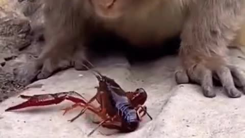 😁😁Monkey Vs Crab Funny Fight😂