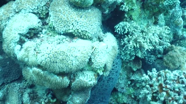 Huge Giant Moray in Veronika dive site in Eilat