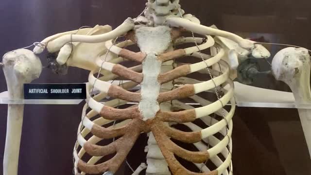 Human skeleton
