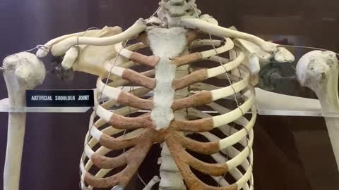 Human skeleton