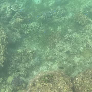 The amazing underwater world