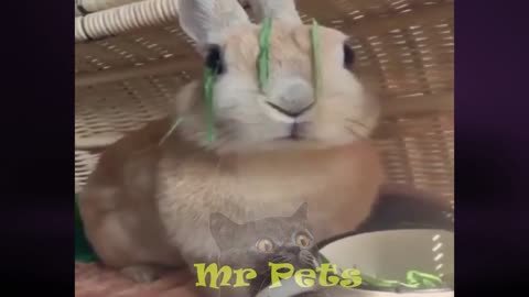 Cute Bunny Eating