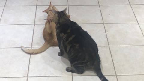 That Fat Cat Can Move When He Wants To