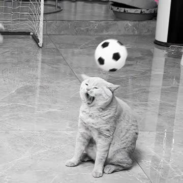 Fanny cat video and Cute cat video