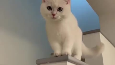 CAT reactions his owner