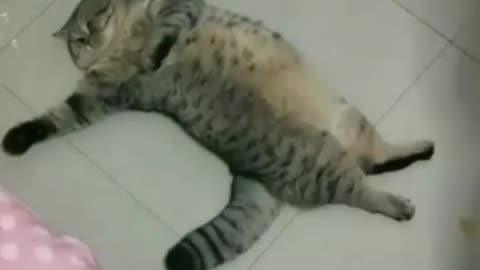Funny video