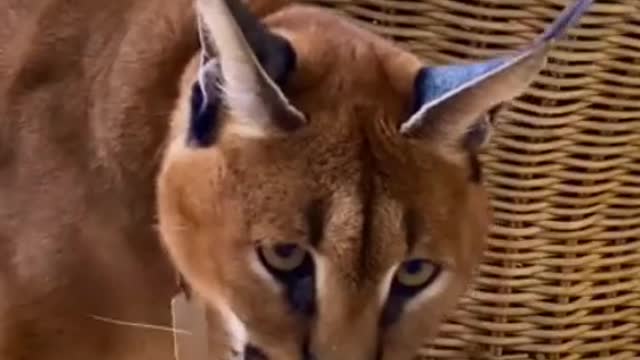 A Caracal.