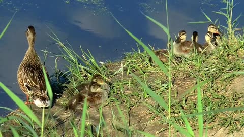 Lake duck summer