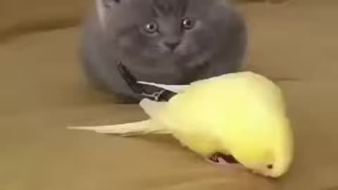 Cute Baby Cats - Cute and Funny Baby Cat with parrot -Cute baby Videos Compilation