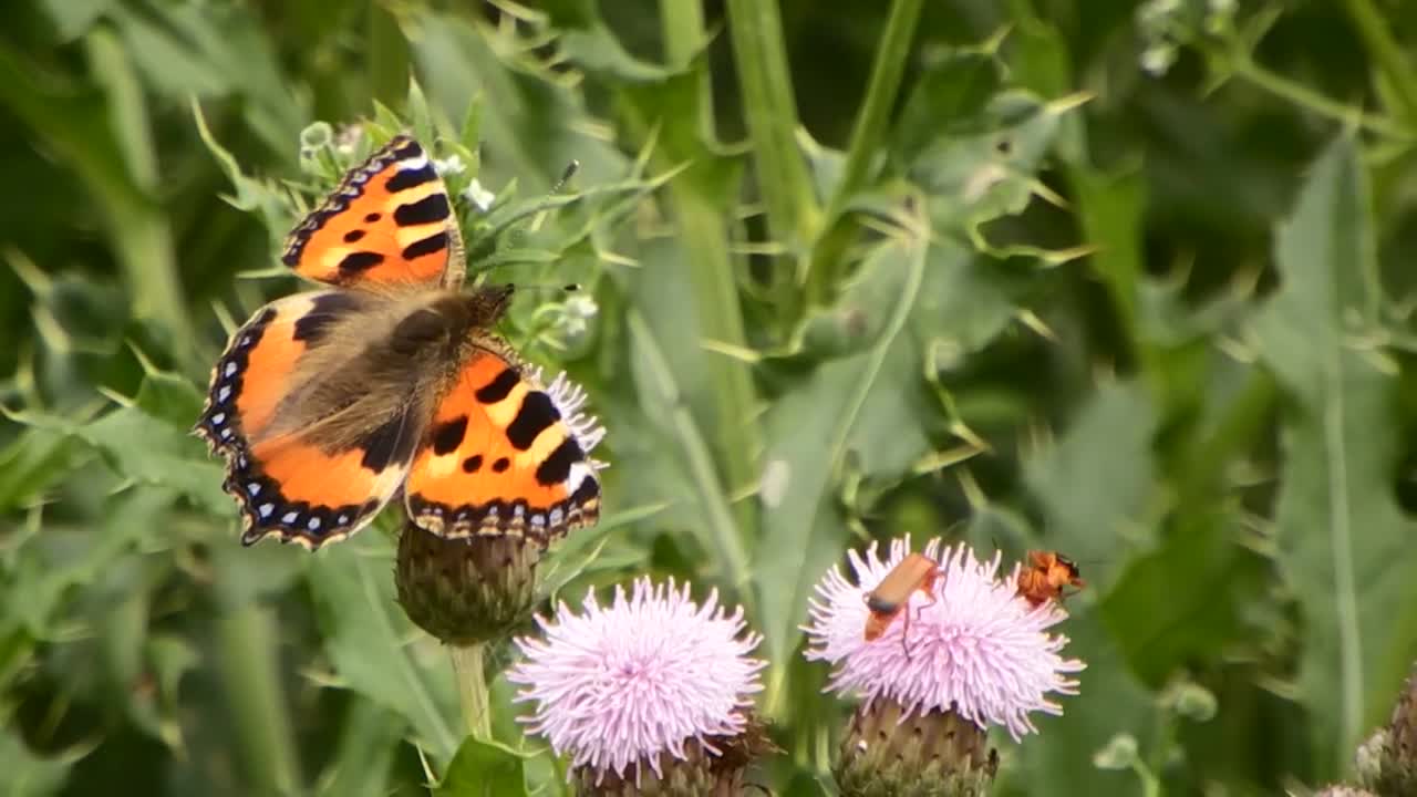 butterfly is sucking flower nectar