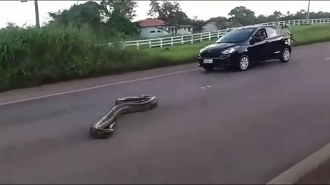 Driver records close a encounter monster 23-foot Anaconda