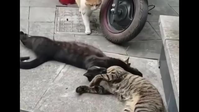 Funny cat