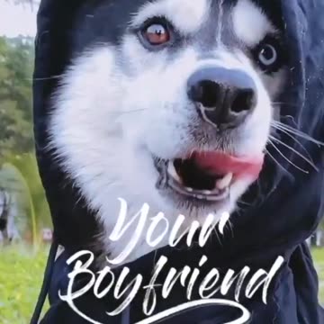 Funny Dog Video - Very Funny Video