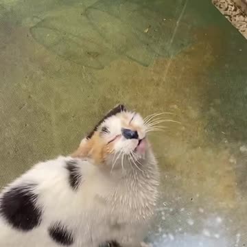 Happy cat when hitting the jackpot