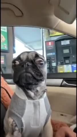 Cute And Funny Dog Videos Compilations 2021 Part-79