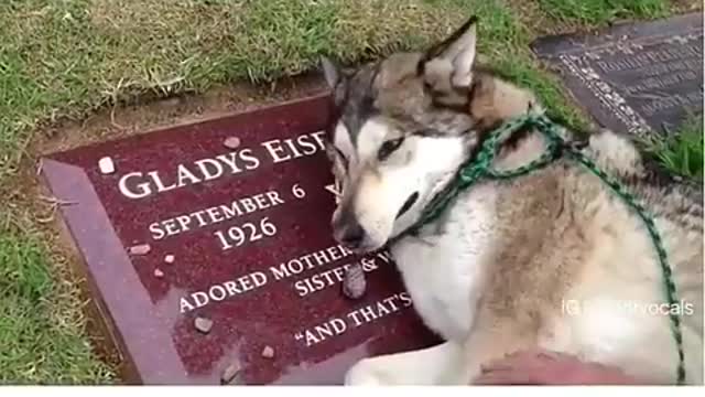 Heart 💔 broking Animal felling.......
