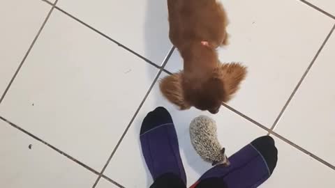 Brown dog and hedgehog stand on kitchen floor