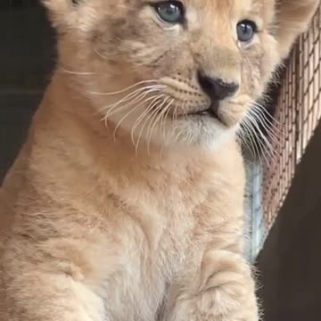 😍😍😍 Lion cub giving its first scares 😍😍😍