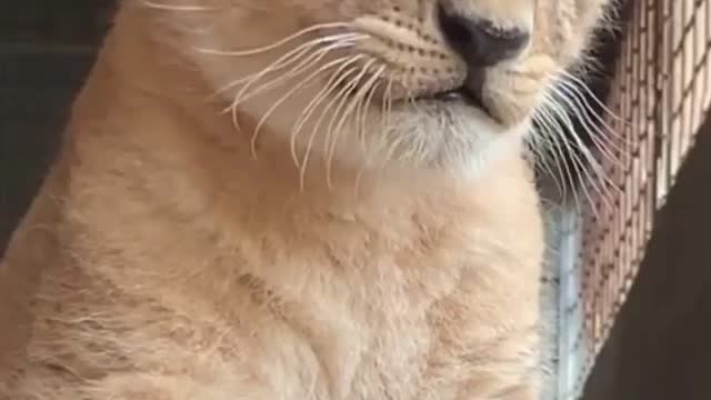 😍😍😍 Lion cub giving its first scares 😍😍😍