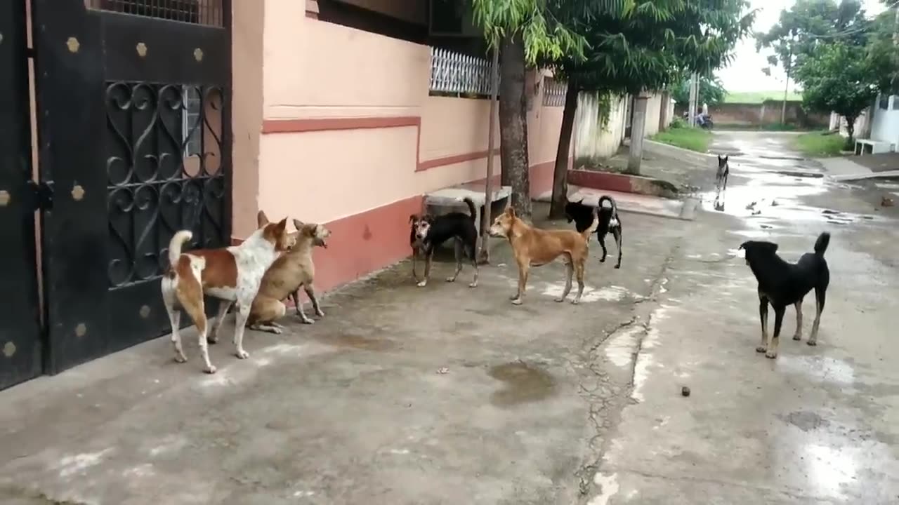 Street dog fighter 🐶🐶