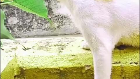 😺 Cat 🐈 animal videos