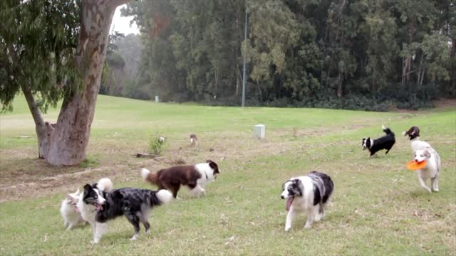 Funny dog happy to play